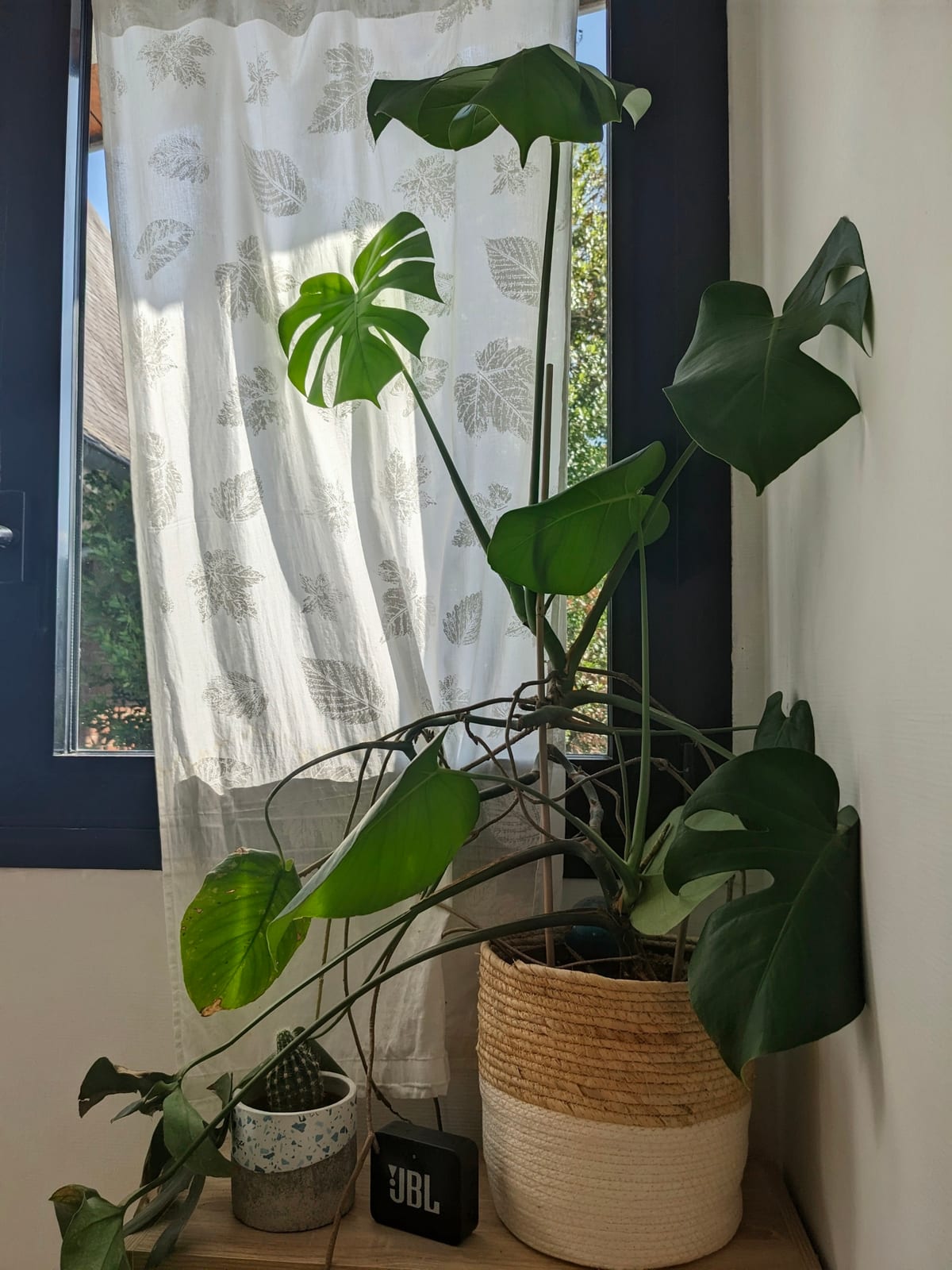 Plantes